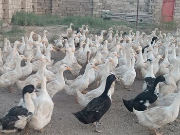 lal ördəklərin satışı: Dişi, | Kuban, Ətlik, Ödənişli çatdırılma