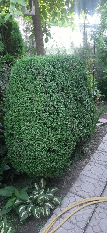 Садовые цветы и кустарники: Саженцы цветка: Пионы, Самовывоз at lalafo.kg — 9 Садовые цветы и кустарники: Саженцы цветка: Пионы, Самовывоз — 9