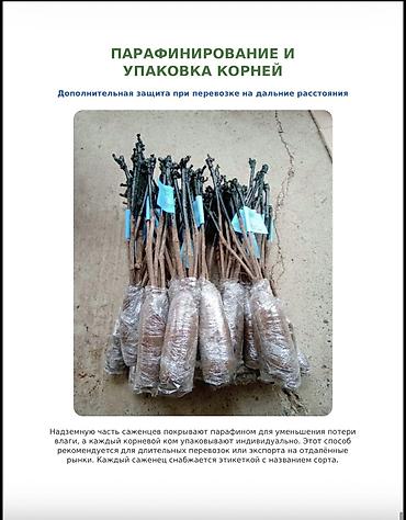 пекан саженцы купить: Саженцы персика и нектарина, 150-220 см, опт и розница Саженцы — 5