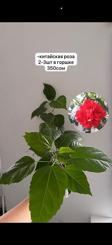 Китайская роза (гибискус) в горшке. В одном горшке по 2–3 саженца. На