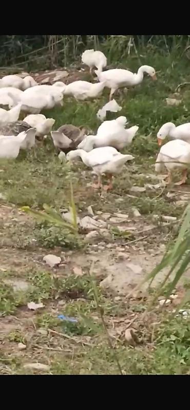 jersey cinsi: Linda kuban qazlari 3ayliq 20 denedir 23 manata unvan baki maraglanan — 1