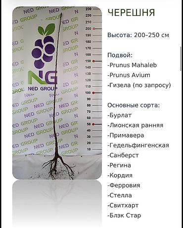 куплю черешню оптом: Саженцы вишни и черешни, опт Саженцы с открытой корневой системой — 1