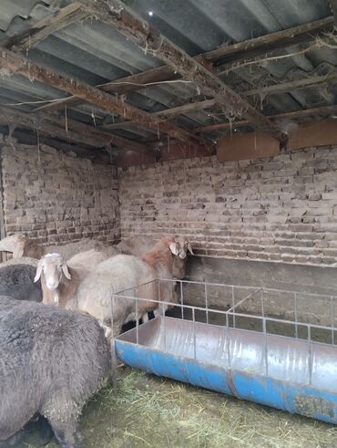 Баран, овца: Продаю | Баран (самец) | Арашан | Для разведения | Осеменитель — 4