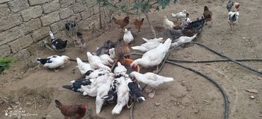 Ördəklər: Məhsul: Muskovi (Hind) ördəkləri – müxtəlif rənglərdə sürü Təsvir: - — 9