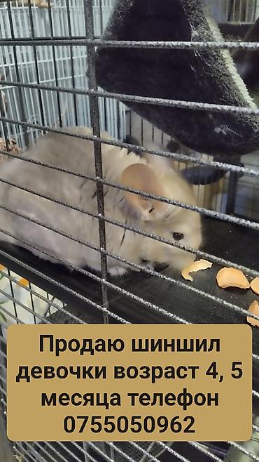 хомяк коины: Шиншиллы девочки, возраст 4,5 месяца. - Окрас светлый, густой мех. - — 1