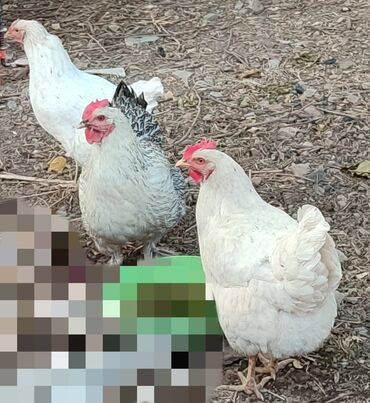 в связи с переездом отдам попугая жако в добрые руки: Продаю курей! Есть 9 куриц. Выращены на натуральном корме! Гуляют в