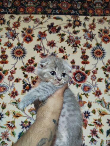 pişik bala: Şinşilla, Dişi, Yaxşı əllərə, Ünvandan götürmə, Ödənişli çatdırılma