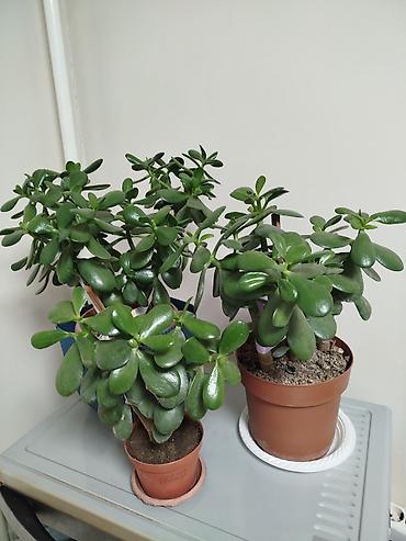 plant: Комнатные цветы Денежное дерево — 1