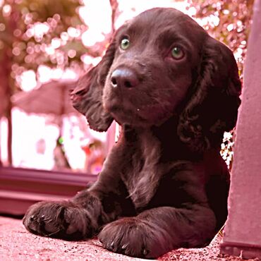 Продажа собак: Спаниель, 3 месяца, Самка, С прививкой — 11