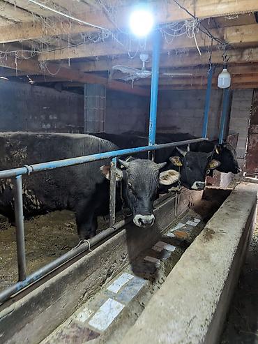 Коровы, быки: Продаю | Бык (самец) at lalafo.kg — 5 Коровы, быки: Продаю | Бык (самец) — 5