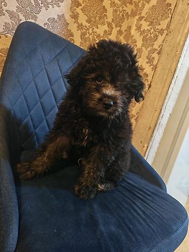 pitbull az: Pudel, 3 ay, Erkək, Ödənişli çatdırılma — 4