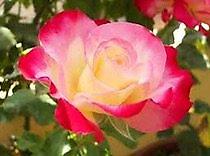 Роза: Розы!!! Розы!!! Розы!!! Саженцы роз!! Ул ташкентская 9 — 8