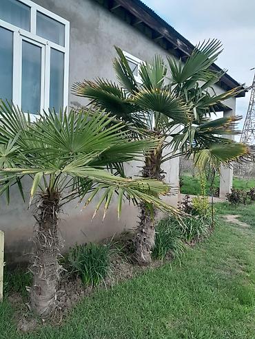 tikanlı bitkilər: Dekorativ palma ağacı – fan formalı yarpaqlı (yükək soyuğa davamlı — 1
