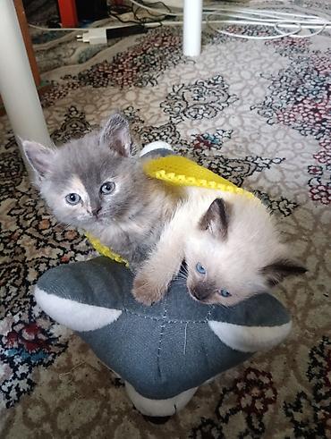 жапалак птица: Котята домашние, игривые и ручные. На фото — два малыша: - Окрас — 1