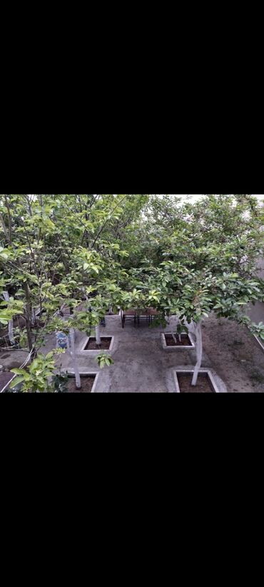 Həyət evləri və villaların satışı: Yeni Ramana 3 otaqlı, 95 kv. m, Kredit yoxdur, Orta təmir — 2