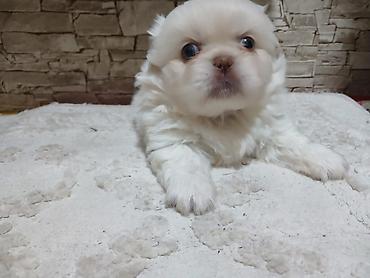 ucuz pekines satilir: Pekines, 5 ay, Erkək, Peyvəndli, Pulsuz çatdırılma — 3
