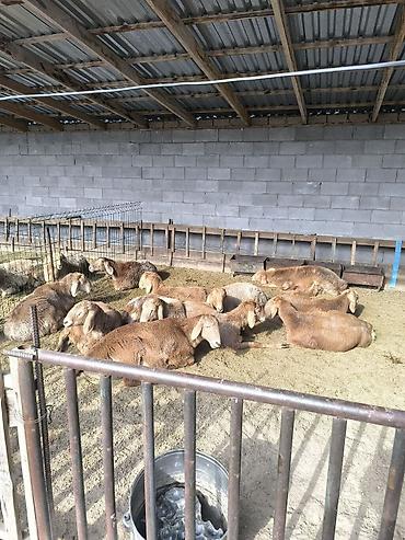 Баран, овца: Продаю | Ягненок | Арашан | Для разведения | Ярка at lalafo.kg — 8 Баран, овца: Продаю | Ягненок | Арашан | Для разведения | Ярка — 8