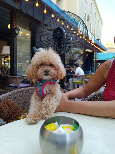 İtlər: 4 ay, Dişi, Peyvəndli, Ünvandan götürmə — 10