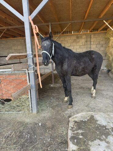 продаю связи с переездом: Продаю | Жеребенок | Дончак | Для разведения, Конный спорт | Племенные