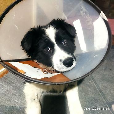 Отдам даром собаку: Щенок, черно-белый, среднего размера. Порода: дворняга . Возраст на — 20