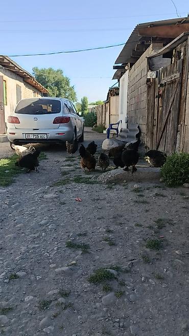 Айыл-чарба жаныбарлары: Сатам | Тооктор | Үй | Жумуртка туудуруу үчүн — 2