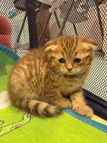 Животные: Scottish Fold balası – qızıl rəngli tabby - Cins: Scottish Fold — 9