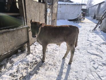 Коровы, быки: Продаю | Бык (самец) | На откорм | Привязанные — 5