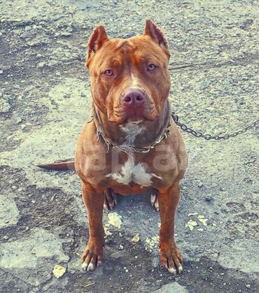 pitbul iti: Pitbul, 1 il, Dişi, Peyvəndli, Ünvandan götürmə, Pulsuz çatdırılma