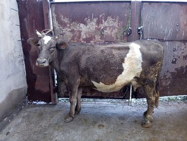 дом для собака: Сатам | Уй (ургаачы) | Алатоолук | Сүт алуу үчүн | Байланган