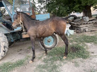 объявления о пропаже животных: Продаю 1,5 на забой 
85 000
