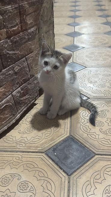Беспородная, 2 месяца, Мальчик, Биколор, Приучена к лотку at lalafo.kg Беспородная, 2 месяца, Мальчик, Биколор, Приучена к лотку