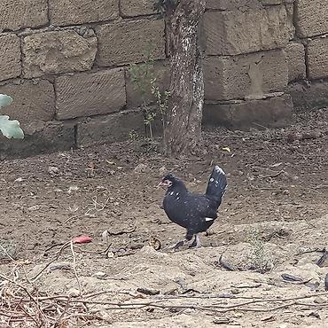 gence quşlar: Xoruz 🐓 Yaponka — 6