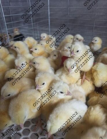 Куры, петухи: Продаю | Цыплята | Бройлерная, РОСС 308, Арбор айкрес | На забой
