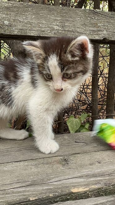 взять бесплатно котенка: Отдадим котенка в хорошие руки🙏🏻🙏🏻девочка