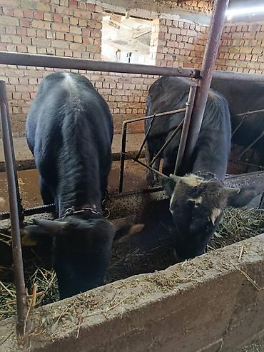 Коровы, быки: Продаю | Бык (самец) | На откорм | Привязанные — 12