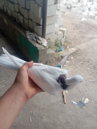 Göyərçinlər: Satılır istəyən şx Qiymət 15 AZN