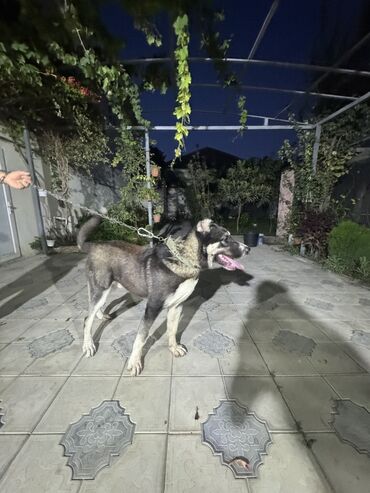İtlər: Qurdbasar, 8 ay, Erkek, Peyvəndli, Ünvandan götürmə