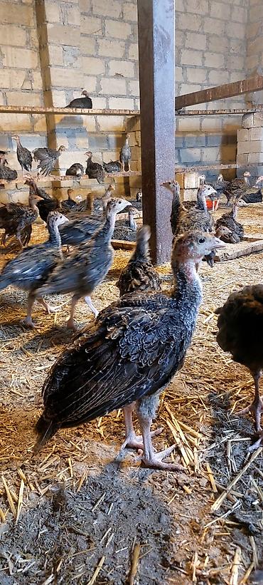 quzu qiyməti: Kanada sortudu 2 ay yarımlıxdı sağlam cücələrdi qiyməti 22 manatdı — 3