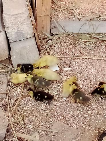 Kənd təsərrüfatı quşları: 12 ördek 4 lavanda 5 krosnadar 3 zümrüd çatırılma pulsuzdur ustünde 10 — 3
