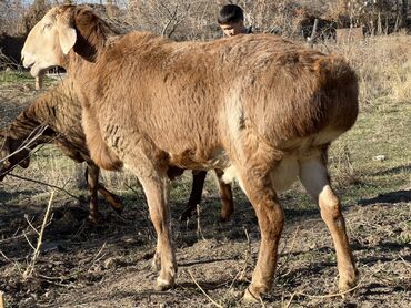 Бараны, овцы: Продаю | Баран (самец) | Для разведения — 5