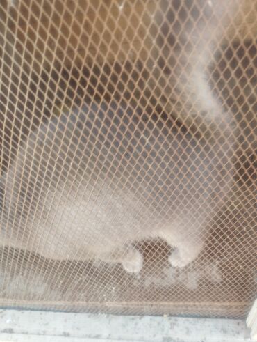 Pişiklər: Boz rəngdə ev pişikləri - Növ: ev pişiyi (qısa tüklü, boz/gümüşü rəng — 3