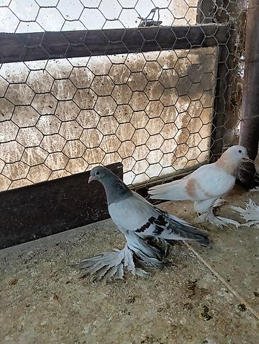 Птицы: Продаю молодых голубей 1 шт стоит пятьсот сом окончательно родители — 2