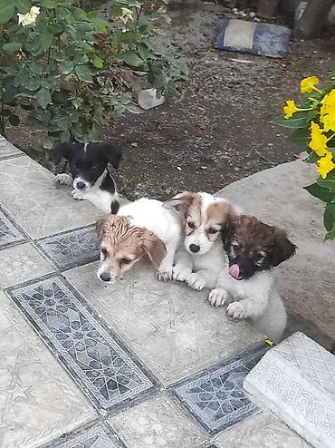 heyvanlar keci: Zvonok, 2 ay, Dişi, Ünvandan götürmə — 8