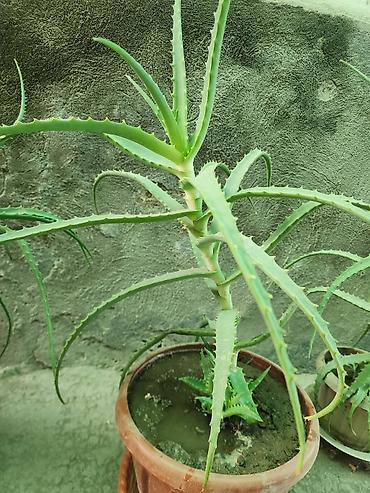 aloe: Алоэ вера (Aloe vera) лекарственное суккулентное растение. (7лет) — 2