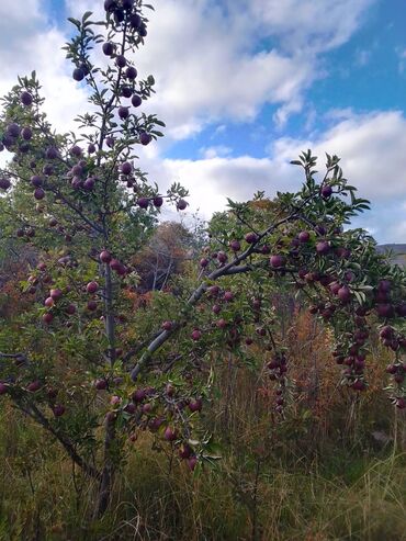 Яблоки: Яблоки — 11