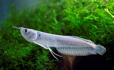 Рыбы: Арована 12-13 см по 2000сом оптом есть