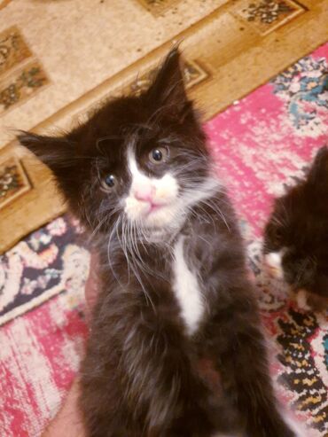 Pişiklər: Məhsul: Ev pişiyi və balası Təsvir: - Şəkillərdə iki pişik görünür — 9