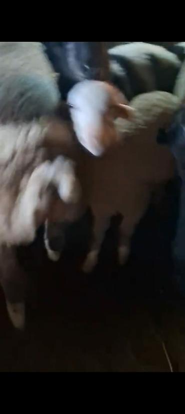 merinos qoyunu: Qoyun sürüsü – ətlik və damazlıq üçün - Növ: Yerli qarışıq cinsli — 2