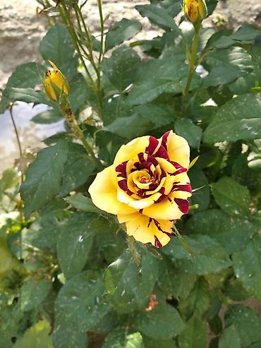 Роза: Саженцы чайно-гибридных роз (садовые кустовые розы) разных окрасок — 2