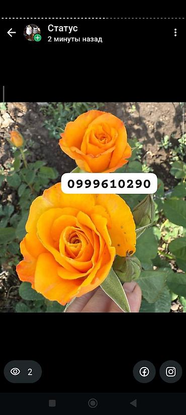 Rose saplings: Саженцы — 26